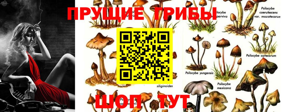 Галлюциногенные грибы Psilocybe Вышний Волочёк